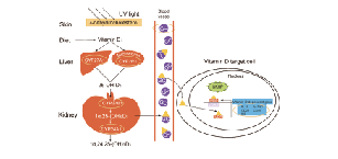 Vitamin D Related Related Signaling Pathway